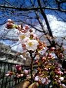 疏水沿いに咲く桜